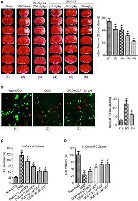 A synthetic BBB-permeable tripeptide GCF confers neuroprotection by increasing glycine in the ischemic brain